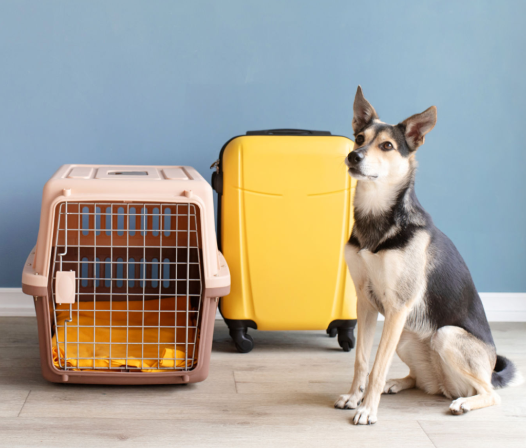 Cómo elegir la transportadora adecuada para tu mascota: Guía completa