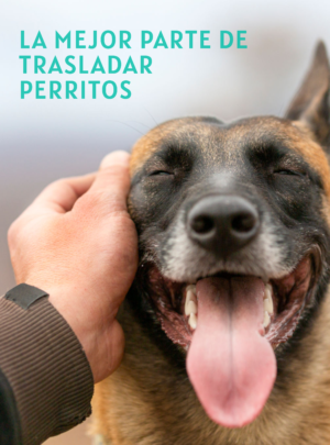 Patitas_Ride_la_mejor_parte_de_trasladar_perritos